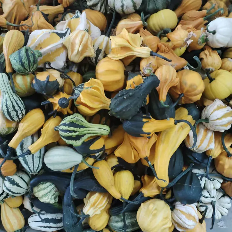 墨西哥葫芦，可盘玩观赏适合居家摆放