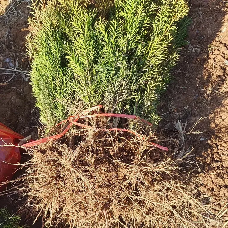 曼地亚红豆杉树苗