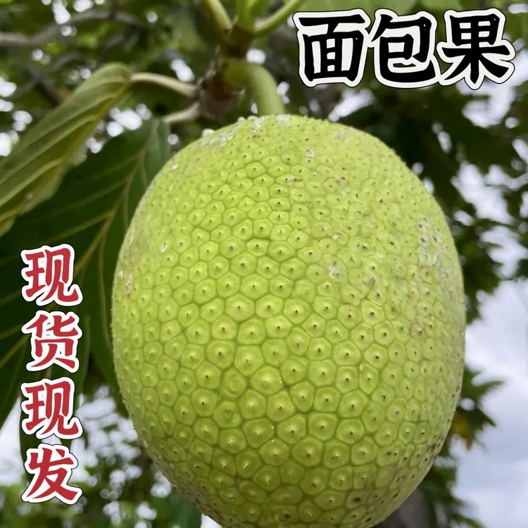 面包果 新鲜现摘 网红热带水果