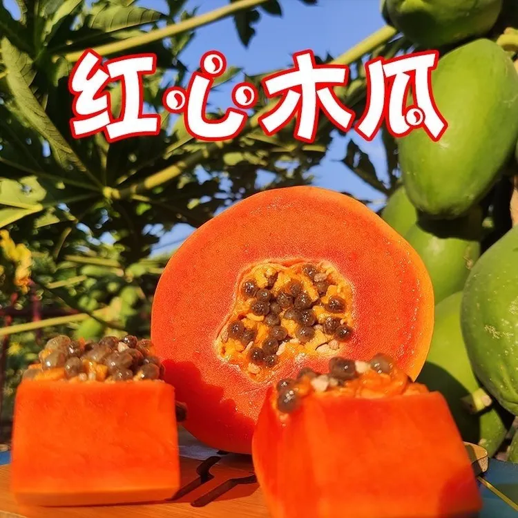 常绿草本冰糖红心矮化大青木瓜树苗四季种植南北方盆栽地栽