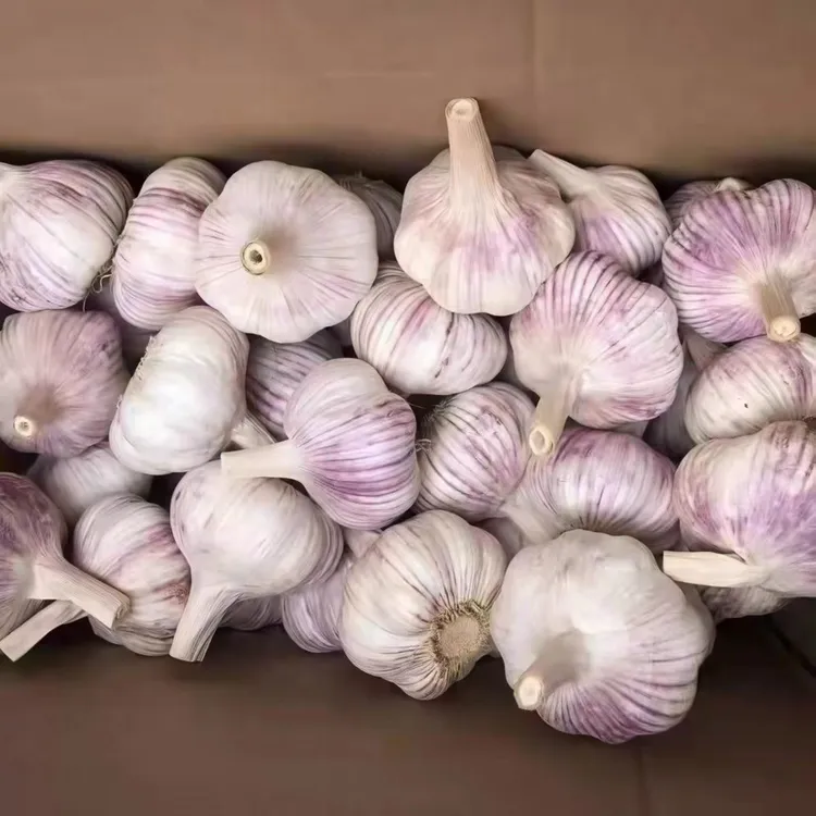 山东金乡农家自种紫白皮干蒜可用于调味个大饱满产地直发大蒜头