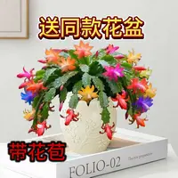 【送花盆】带花苞多色蟹爪兰年宵花盆栽室内阳台好养四季开花花卉