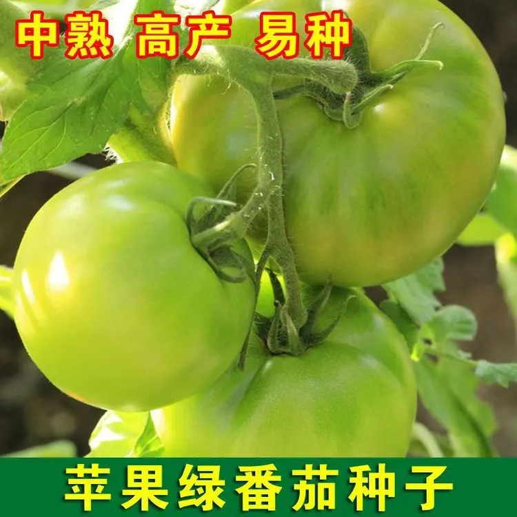 贼不偷老品种番茄种子家庭阳台种植盆栽地栽绿番茄种子
