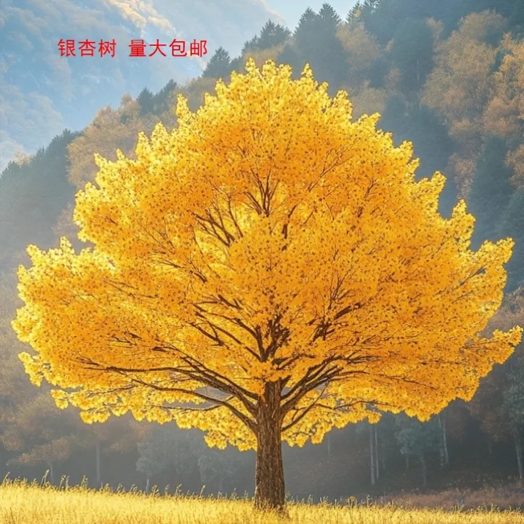 盆景丛林式银杏百果树银杏树苗素材苗盆栽小造型苗室内办公桌