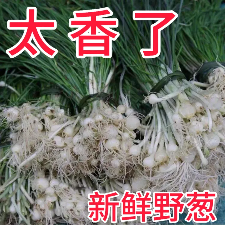 (好评95%)恩施新鲜现挖野葱（）野菜小根蒜百香葱带根包邮