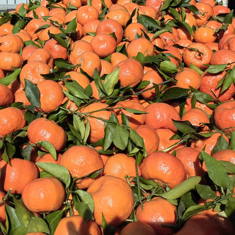 川红橘正宗陈皮原料万州红橘新鲜现摘孕妇应季万县产地精选水果