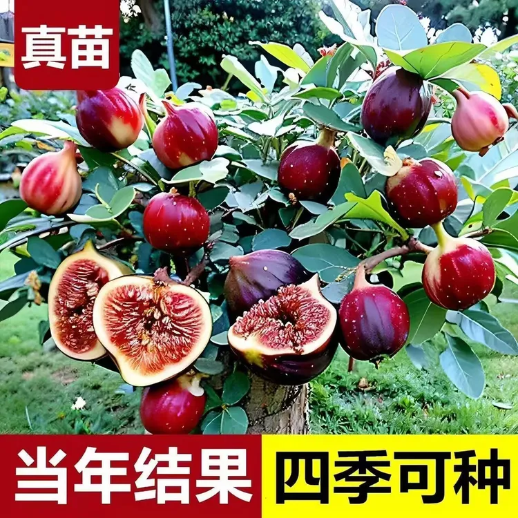 拍1发2 裸根波姬红无花果树苗 特大超甜无花果苗 盆栽地栽果树苗