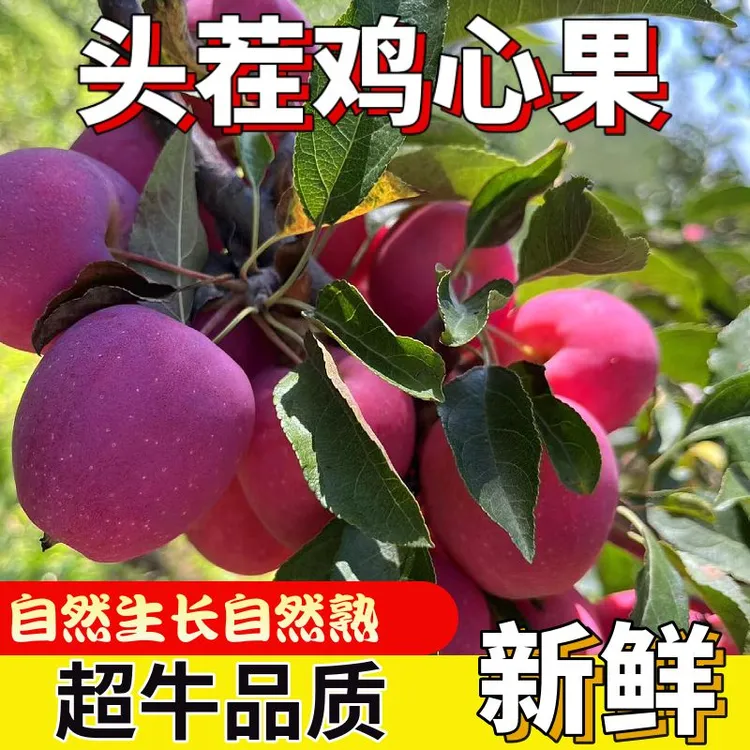 东北特产鸡心果锦绣海棠新鲜采摘脆甜多汁应季水果