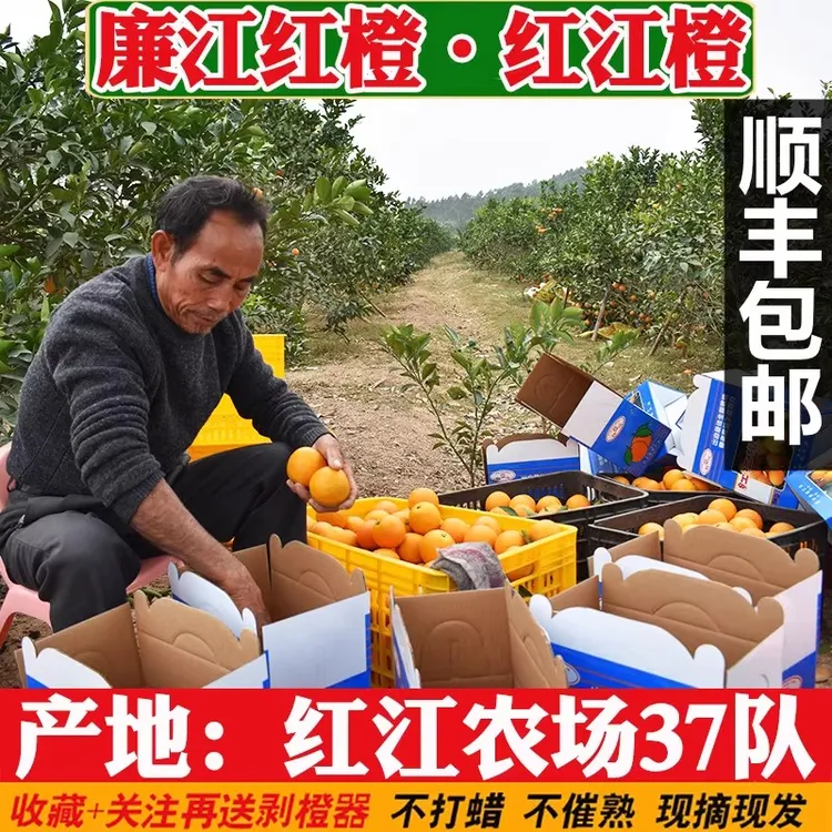正宗廉江红橙10斤装新鲜红江橙红江农场当季水果现摘手剥薄皮橙子