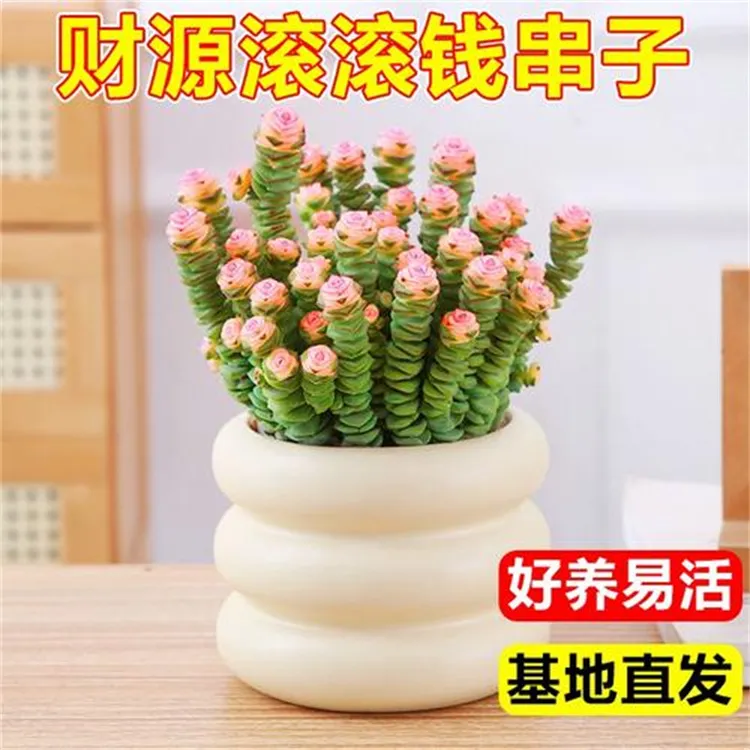 钱串子多肉植物室内盆栽花卉绿植旺宅钱多多大颗好养四季肉肉鲜花