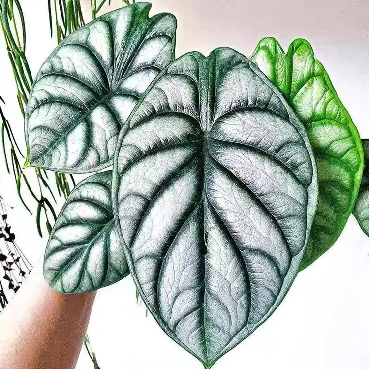新疆包邮 白犀牛海芋 叶片厚纹路清晰 太漂亮的很