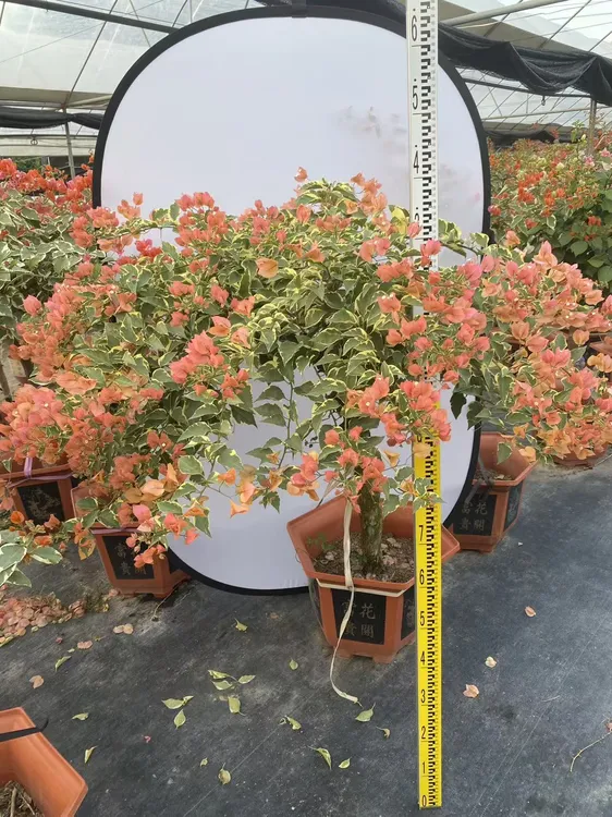 一物一拍 马斯三角梅盆栽室内花卉植物阳台老桩特大苗四季开花