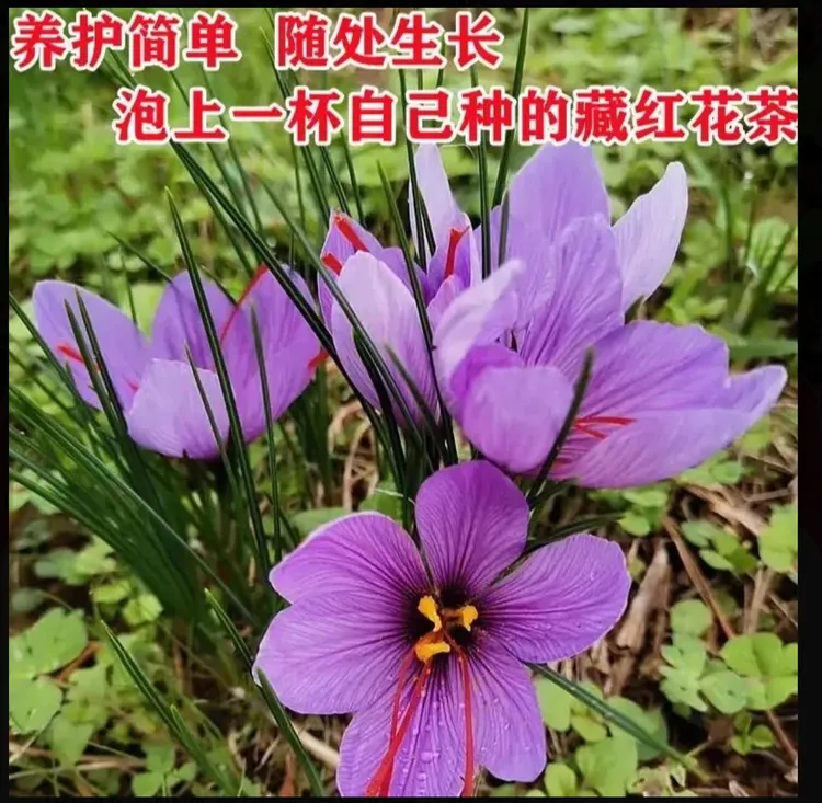 【藏红花种球】多年生庭院阳台球根花卉四季观赏植物简单易种