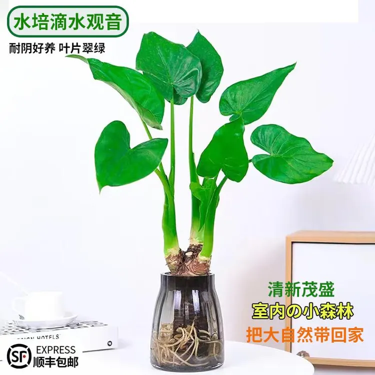 水培植物千手观音滴水观音盆栽春羽龟背竹室内办公室四季好养绿植