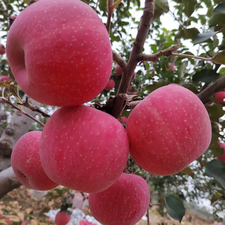 【405984-04】正宗山西吉县红富士苹果原产地直发