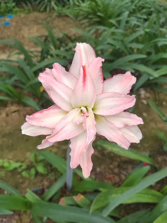 小园丁  皇家园林朱顶红 重瓣朱顶红