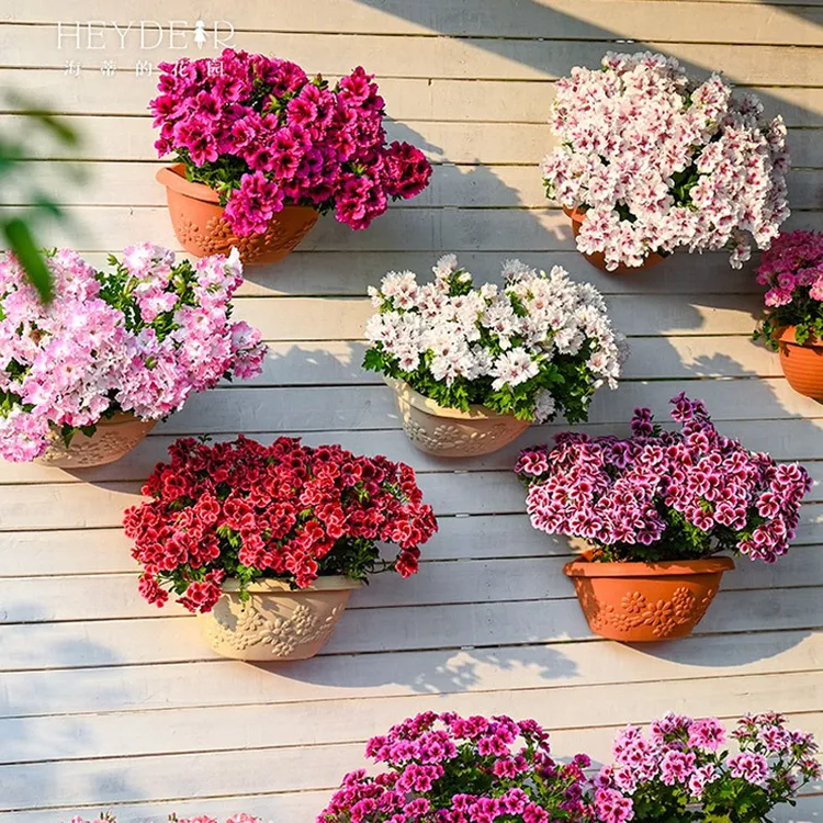 海蒂的花园直立天竺葵垂吊多品大花爆花阳台花卉多年生植物盆栽苗