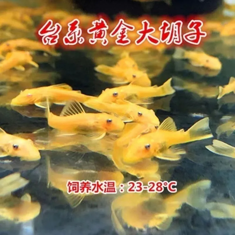 黄金大胡子鱼清缸除藻可混养工具鱼小型观赏鱼热带鱼养殖活体发货