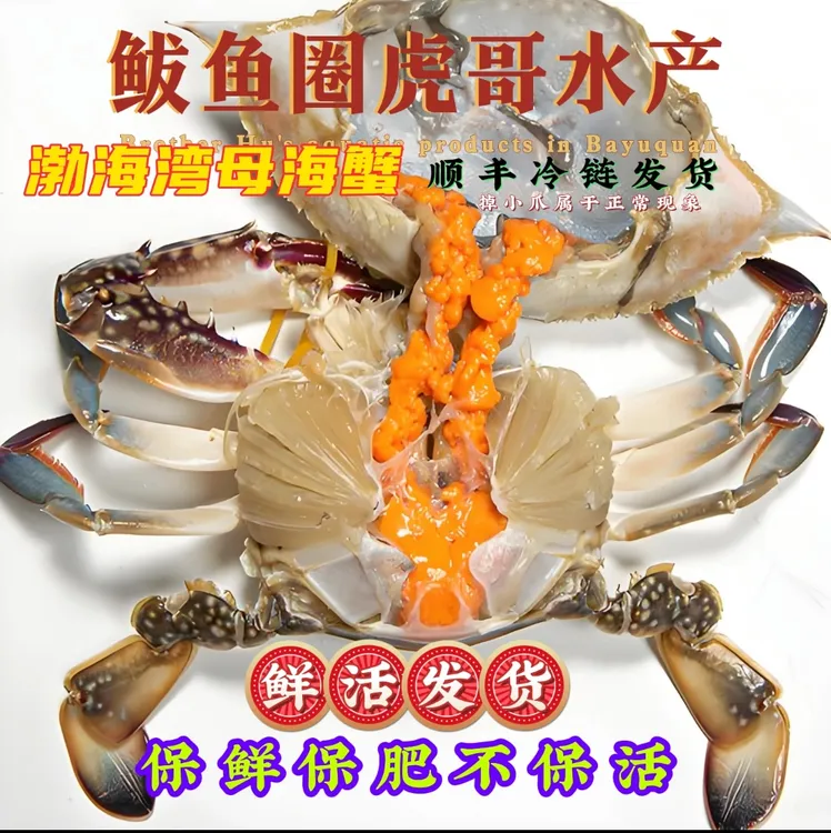 本海母海蟹.肉质鲜甜.满肥标准.嘎嘎肥（顺丰包邮）
