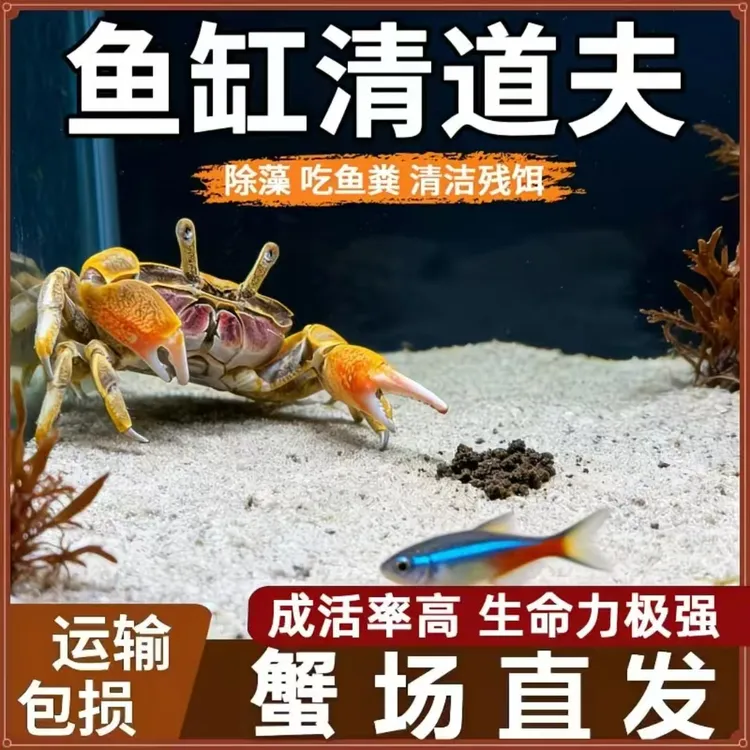 迷你辣椒蟹宠物蟹可深水养殖深水浅水冷水淡水观赏蟹清洁鱼缸能手