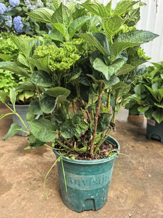 魔幻城堡绣球花盆栽