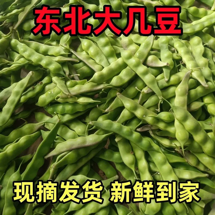 【东北几豆角】新鲜现摘无筋不柴当季蔬菜油豆角几豆农家种植开锅烂