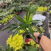 斯里兰卡合果芋绿植盆栽室内观赏植物耐阴好养净化空气