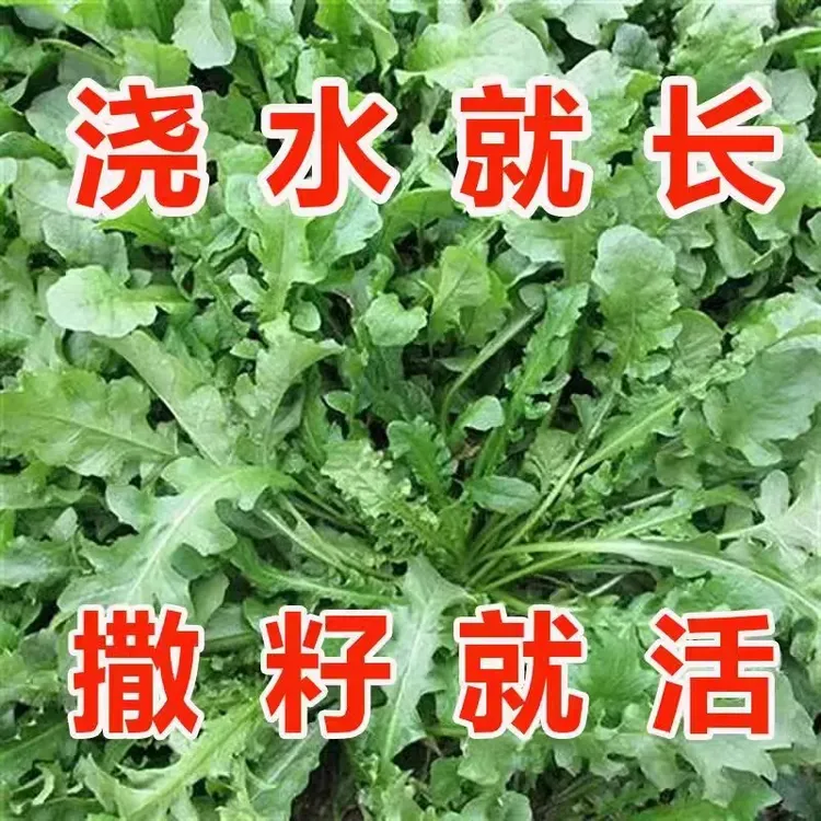 荠菜种子大全农家四季大叶春野菜种籽食用盆栽荠荠菜种籽孑青菜籽商品图