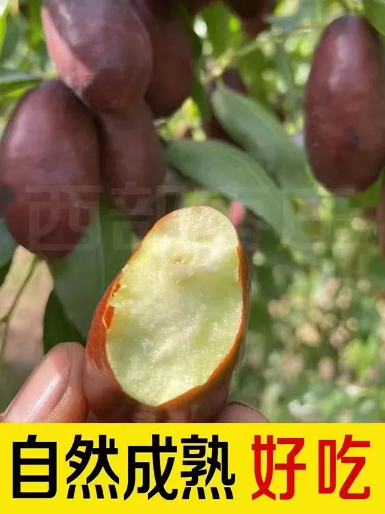 宁夏灵武长枣，生长于沙漠地域。自然长熟，脆酥甜，核小肉多。鲜枣期
