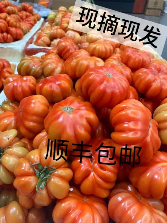 贵州高山露天老品种西红柿酸甜贵州本地老品种本地番茄自然成熟