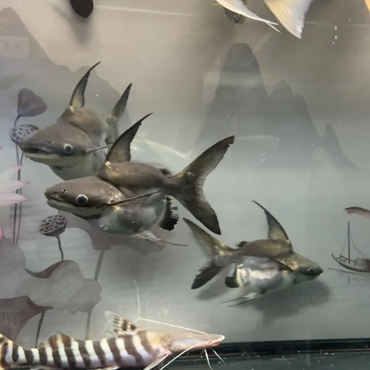 极品0号球鲨鱼，16-18公分空腹体型超高背肌肉型体型很圆，对版发货