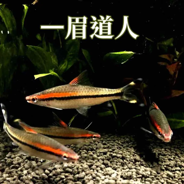 一眉道人小型热带淡水鱼草缸南美缸群游观赏鱼皮实好养耐活