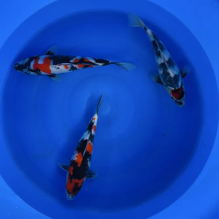 淡水观赏鱼锦鲤鱼活体昭和三色活体锦鲤苗空运包邮