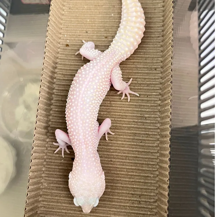 豹纹守宫精品守宫. 守宫