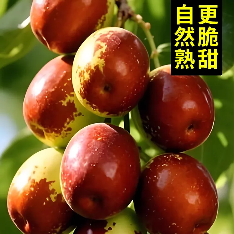 新疆冬枣牛奶鲜枣脆甜一级枣空运包邮自然成熟现摘现发新鲜水果