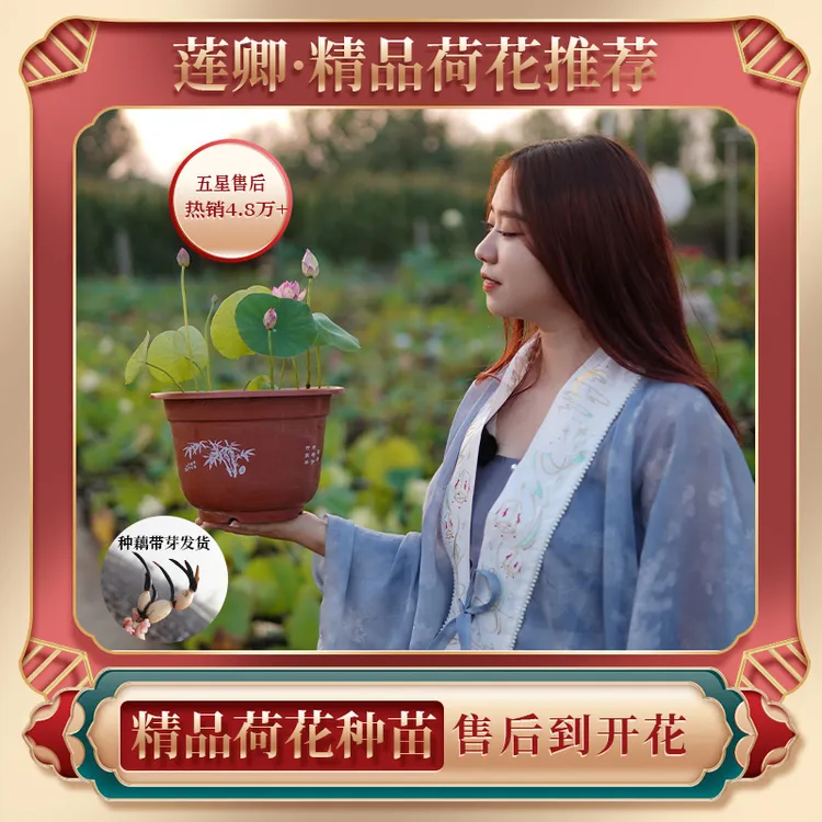 莲卿【精品荷花种藕当年开】 荷花庭院盆栽露台种藕根茎开花多观赏