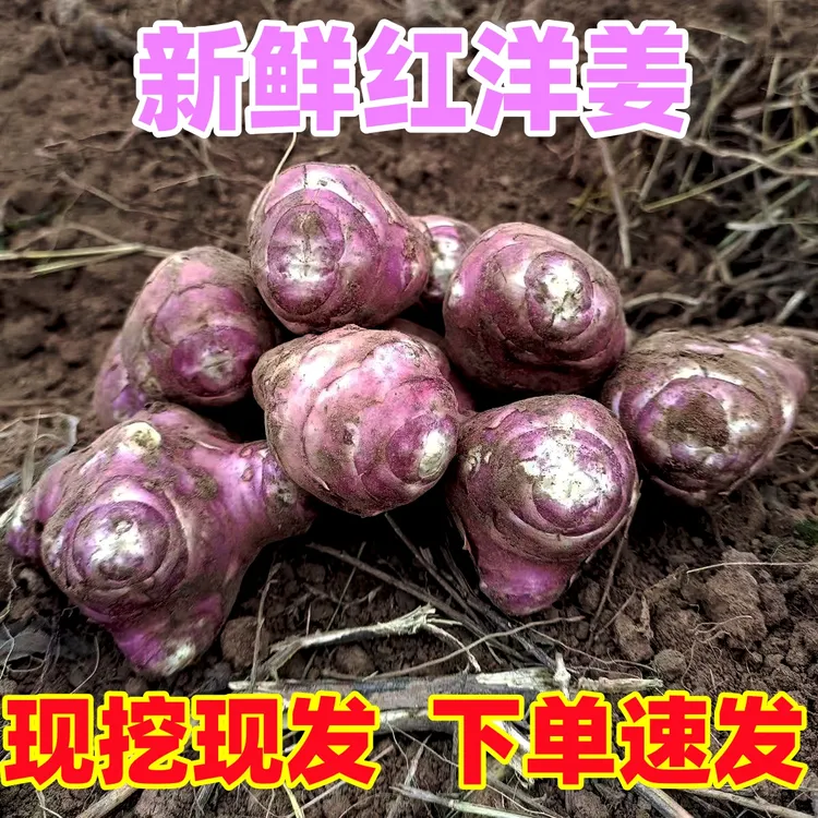 红皮洋姜新鲜现挖红洋姜种姜菊芋小姜不辣腌菜紫色鬼子姜