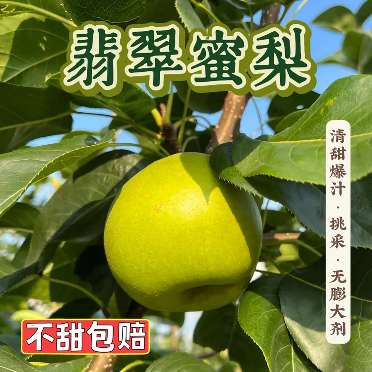 【农场自种】翡翠蜜梨 无膨大剂 蜜甜多汁 酥脆化渣 孕妇水果