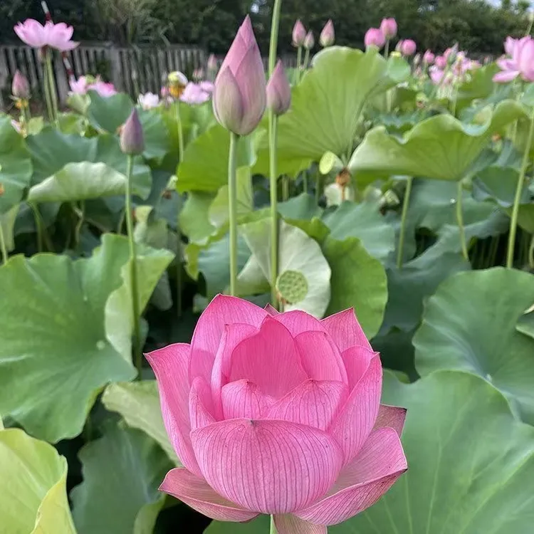 莲花新鲜现摘切荷花莲蓬花苞花卉花骨朵水培植物室内粉红鲜花卧室