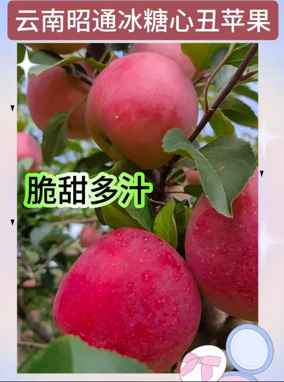 云南红露脆甜多汁新鲜现摘云南昭通正宗丑苹果