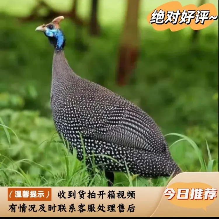 冯氏珍禽宠物鸡 一年珍珠鸡