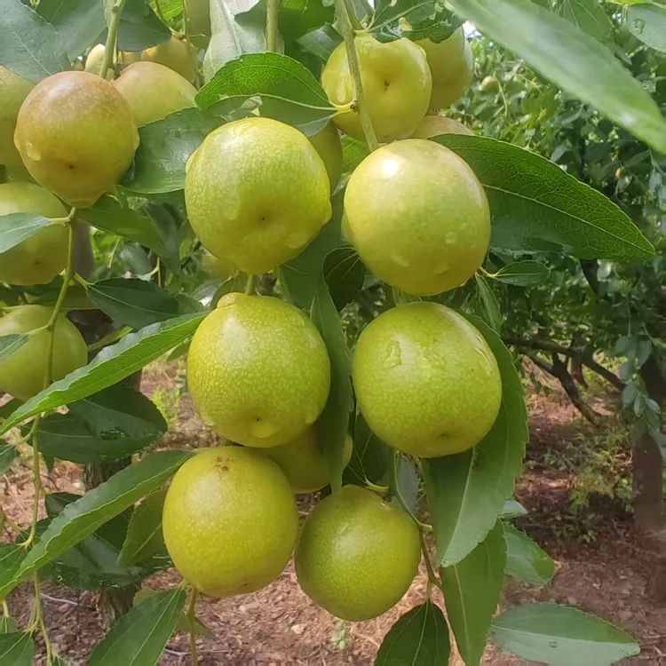 三代冰糖枣树苗盆栽地栽南方北方种植室内室外栽种阳台精品果树