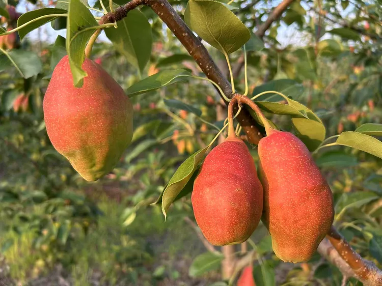 出口级红贵妃梨稀有品种果园现摘当季新鲜水果