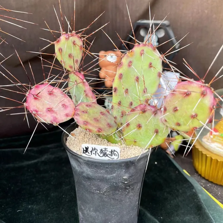 耐寒迷你猿拘团扇仙人掌稀有耐热小型植物盆栽可造景包对版