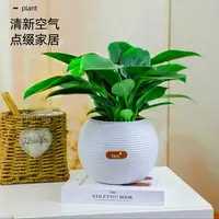 CZ【含盆两棵装】金钻绿公主盆栽室内绿植吸甲醛净化空气四季常青水