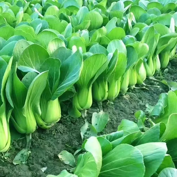 四季上海青种子四季春季秋季油菜白菜种子蔬菜种子