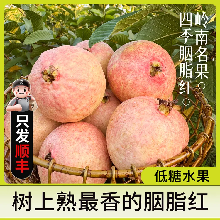 正宗增城树上熟四季胭脂红软糯香甜新鲜现摘高质量水果芭乐水果
