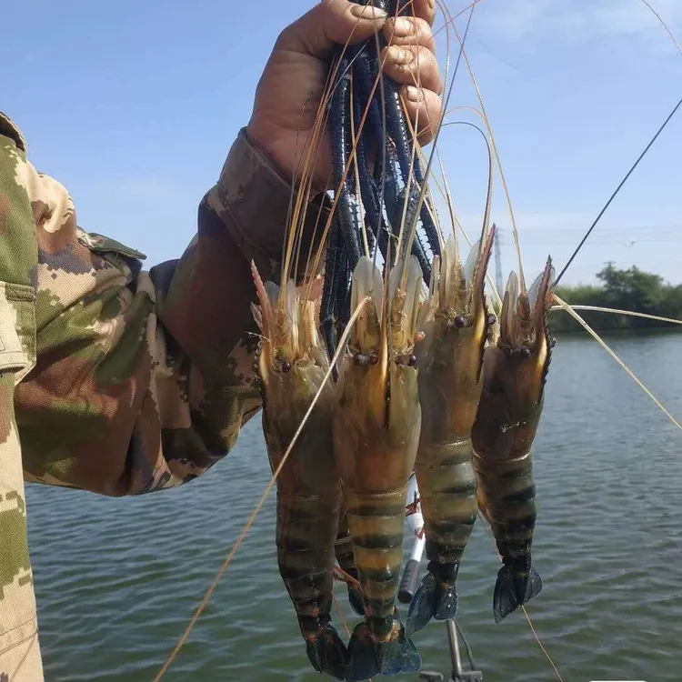 淡水罗氏虾南太湖罗氏沼虾沼泽虾水族观赏宠物饲养活体包邮