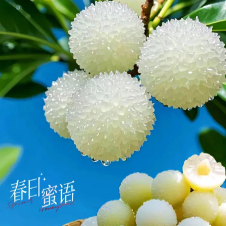 【白色】水晶杨梅苗杨梅树苗嫁接苗盆栽地栽南北方果树苗种植带土球