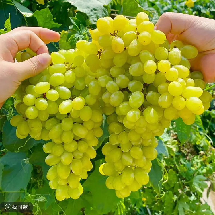 新疆吐鲁番火焰山无核白葡萄无籽新鲜当季青提包邮 红果参